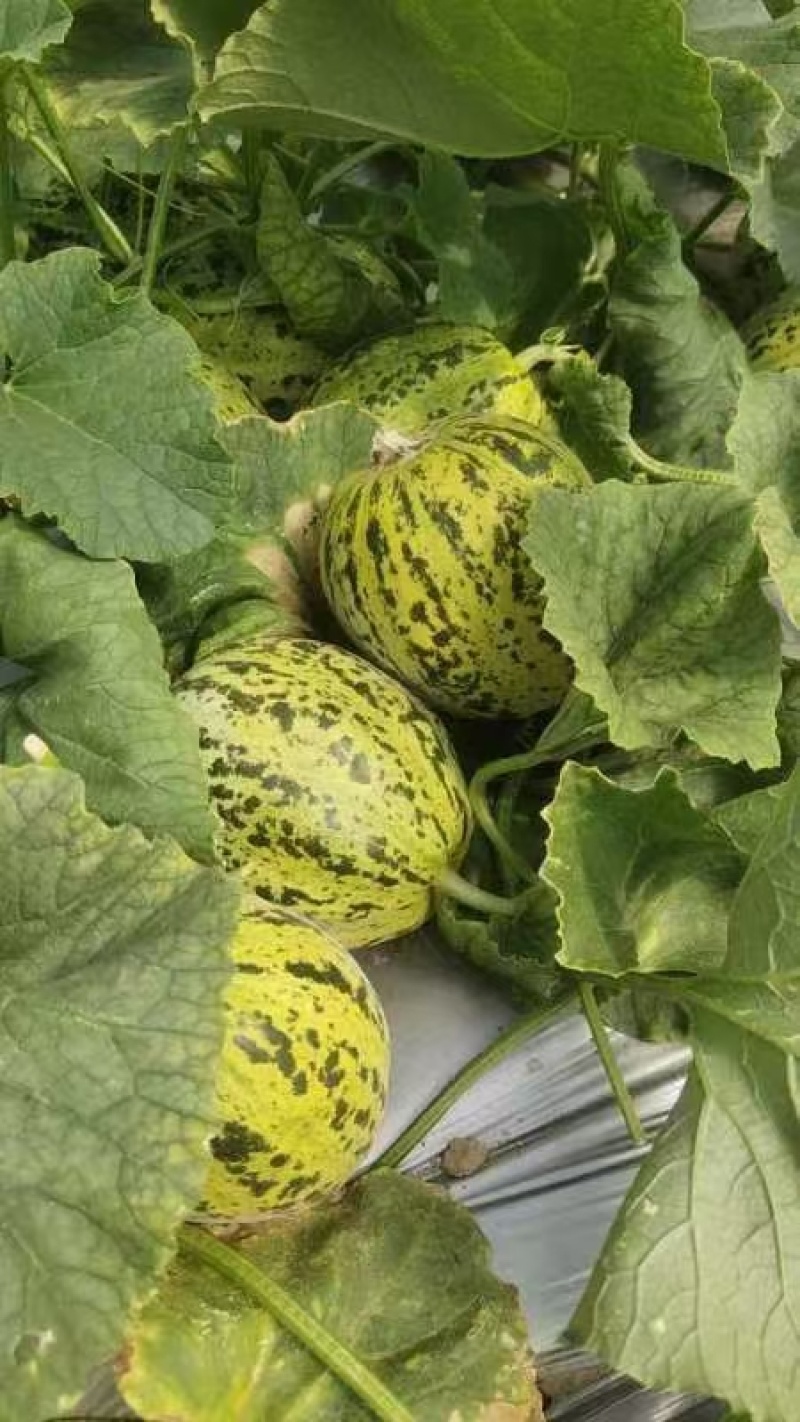精品花美人小甜瓜大量上市。货源多，价格低，质量好。代发全