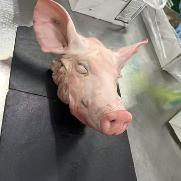 鸿运当头猪头，猪头带耳头口条，劈开无耳头，量大从优
