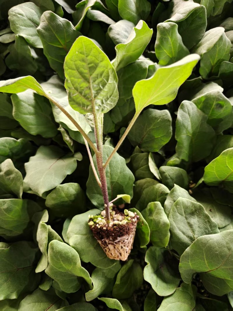 直根茄子苗各种茄子苗基地直发直生苗缓苗快口感好