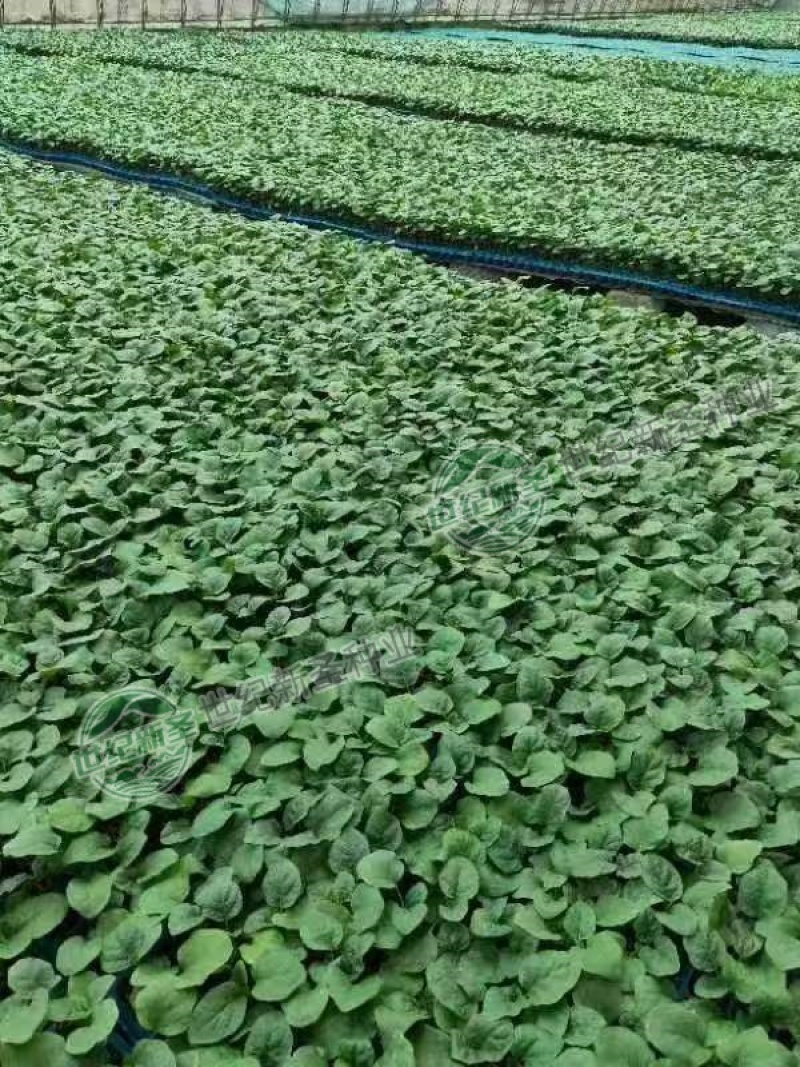 直根茄子苗各种茄子苗基地直发直生苗缓苗快口感好