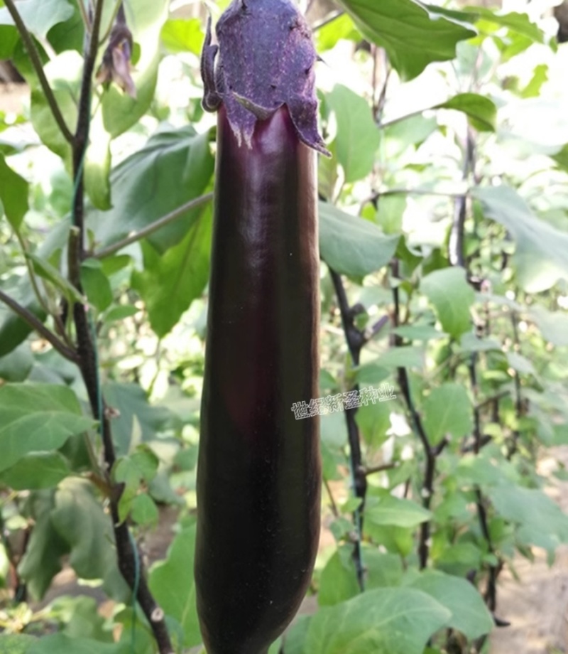 直根茄子苗各种茄子苗基地直发直生苗缓苗快口感好
