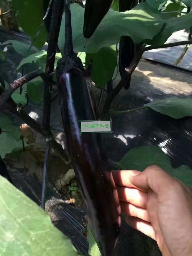 直根茄子苗各种茄子苗基地直发直生苗缓苗快口感好