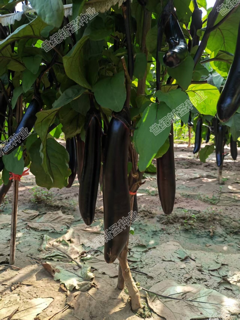 直根茄子苗各种茄子苗基地直发直生苗缓苗快口感好