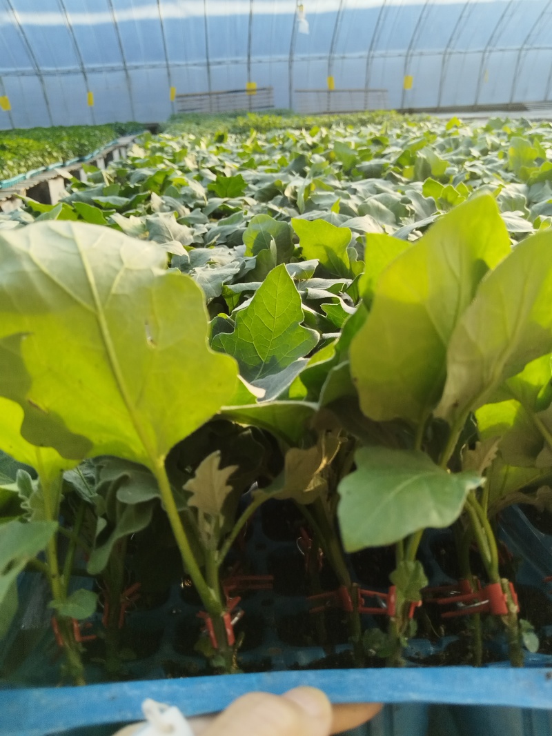 直根茄子苗各种茄子苗基地直发直生苗缓苗快口感好