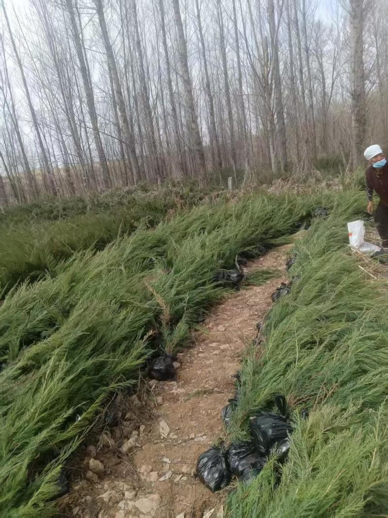 沙地柏
