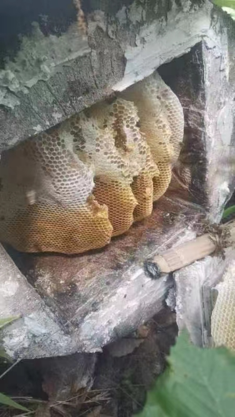 野生蜂蜜质量保证货源充足量大从优欢迎采购