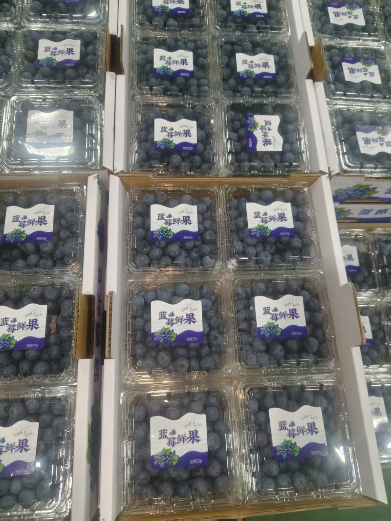 安徽蓝莓