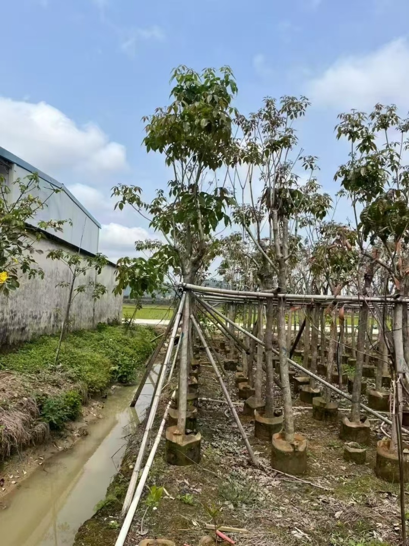 精品紫风铃木货源充足量大从优质量保证欢迎咨询