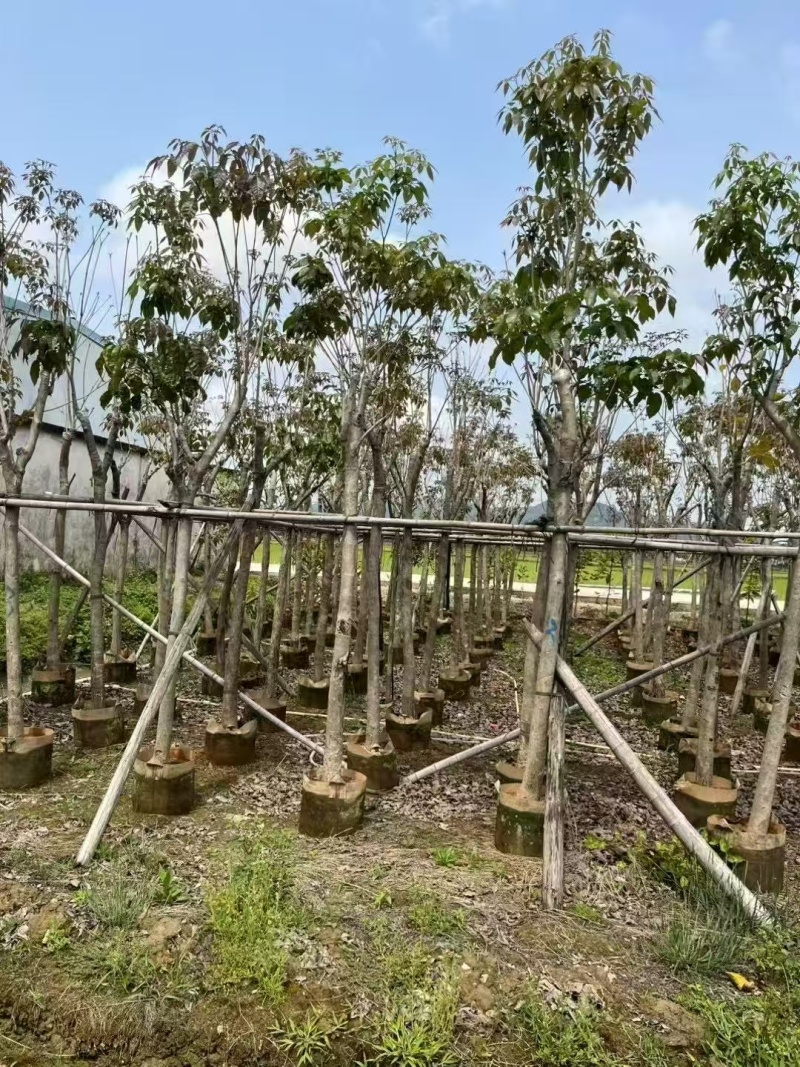 精品紫风铃木货源充足量大从优质量保证欢迎咨询