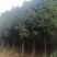 5~10公分桂花树