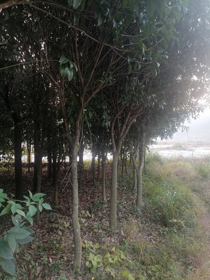 5~10公分桂花树