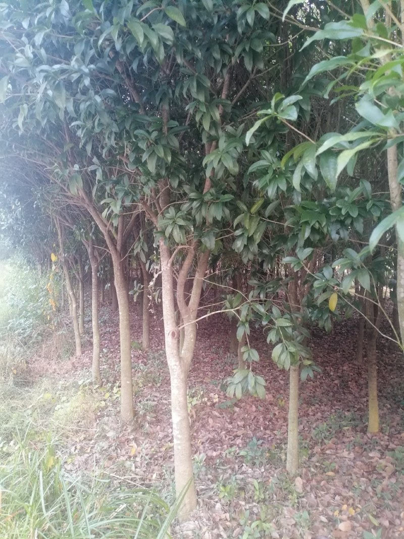 5~10公分桂花树