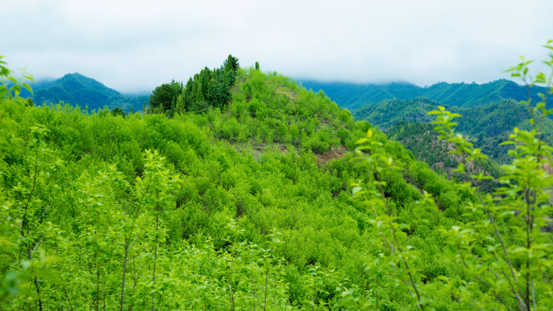 杜仲叶三倍体杜仲鲜叶，量大，叶大，含量高，新鲜上市