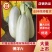 河南内黄羊角蜜甜瓜！博洋61.口感脆甜，产地直供