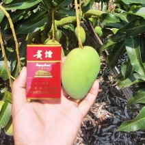 精品台农芒，个头大，皮肤好，需要的老板欢迎下单！