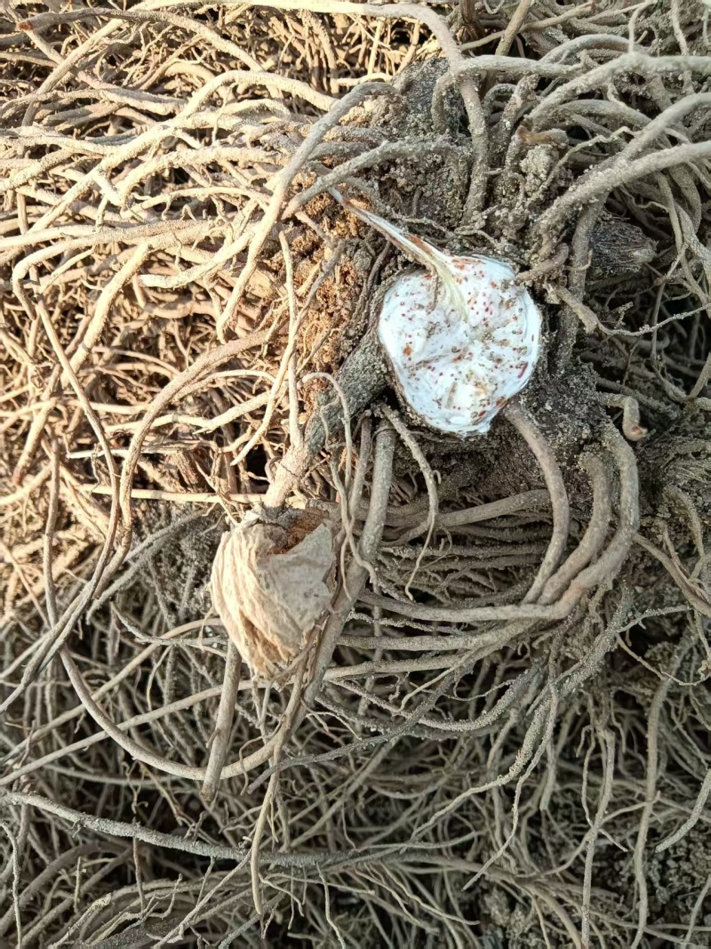 二年精品苍术苗，高产，耐寒，基地直发，一手货源，技术支持