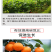 根力四射生化矿源糖蜜液微生物菌剂爆根养地果蔬大棚专用桶肥