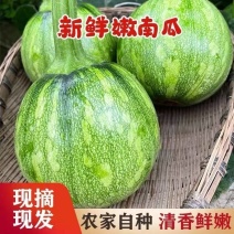 嫩南瓜，大量有货，价格不贵供应电商批发商超市发货全国