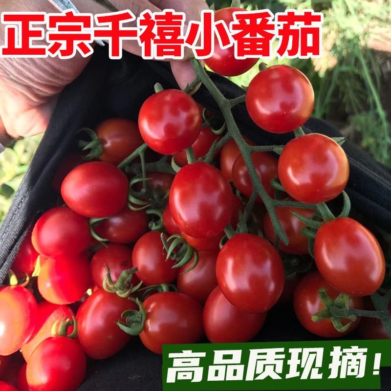 千禧圣女果贝贝圣女果小番茄莘县燕店康庄大市场