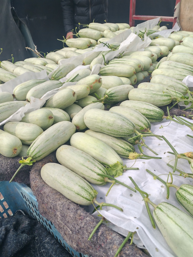 博洋61羊角蜜甜瓜，大量上市，产地直发诚信经营