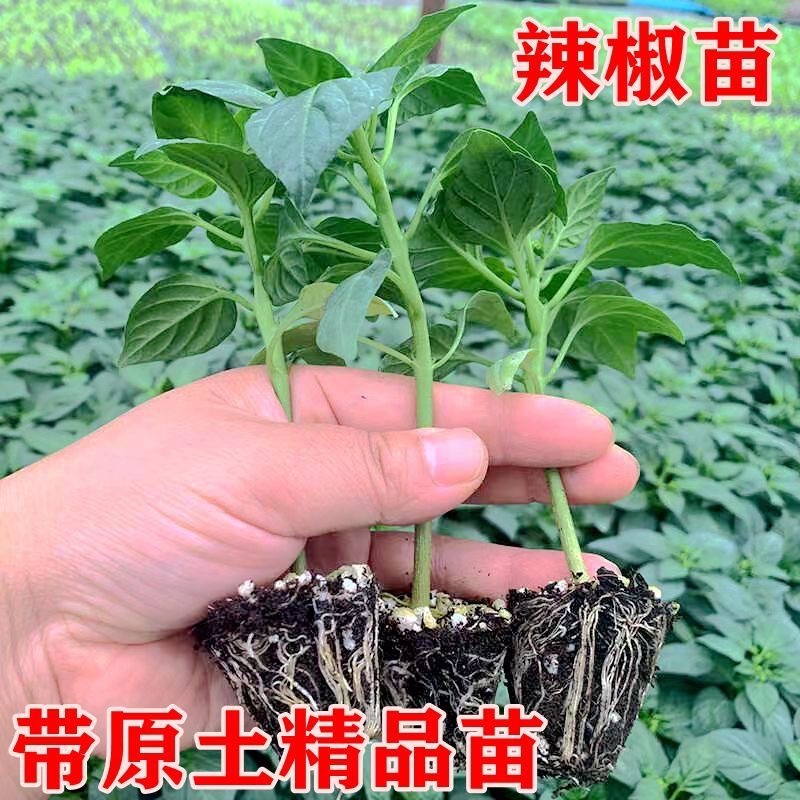 山东种苗蔬菜苗辣椒苗大量供应保证苗子质量保证品种质量