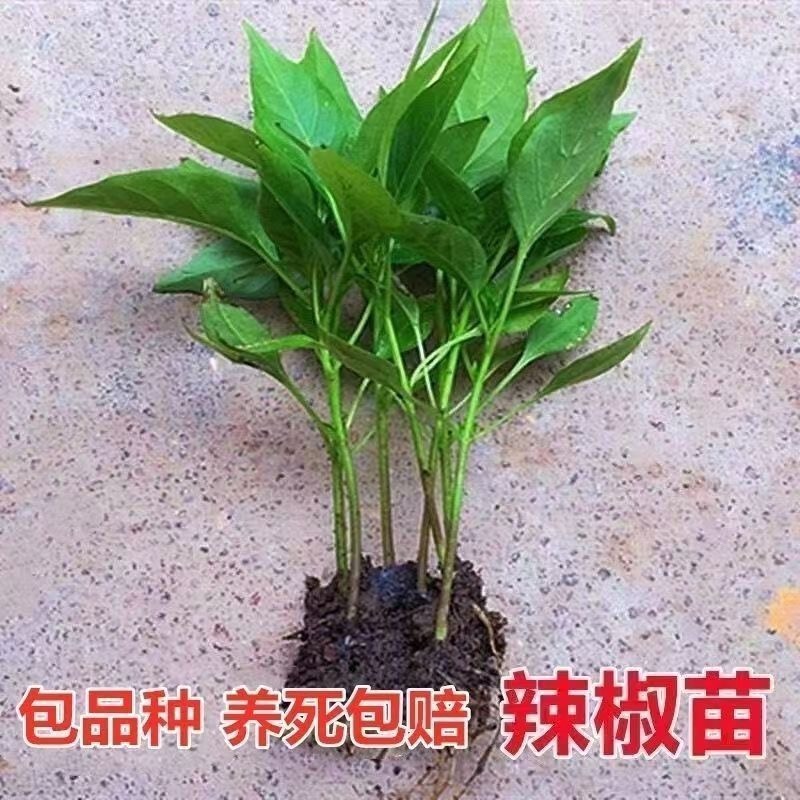 山东种苗蔬菜苗辣椒苗大量供应保证苗子质量保证品种质量