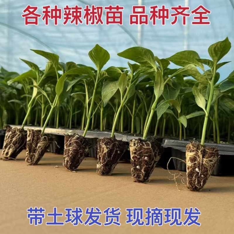 山东种苗蔬菜苗辣椒苗大量供应保证苗子质量保证品种质量
