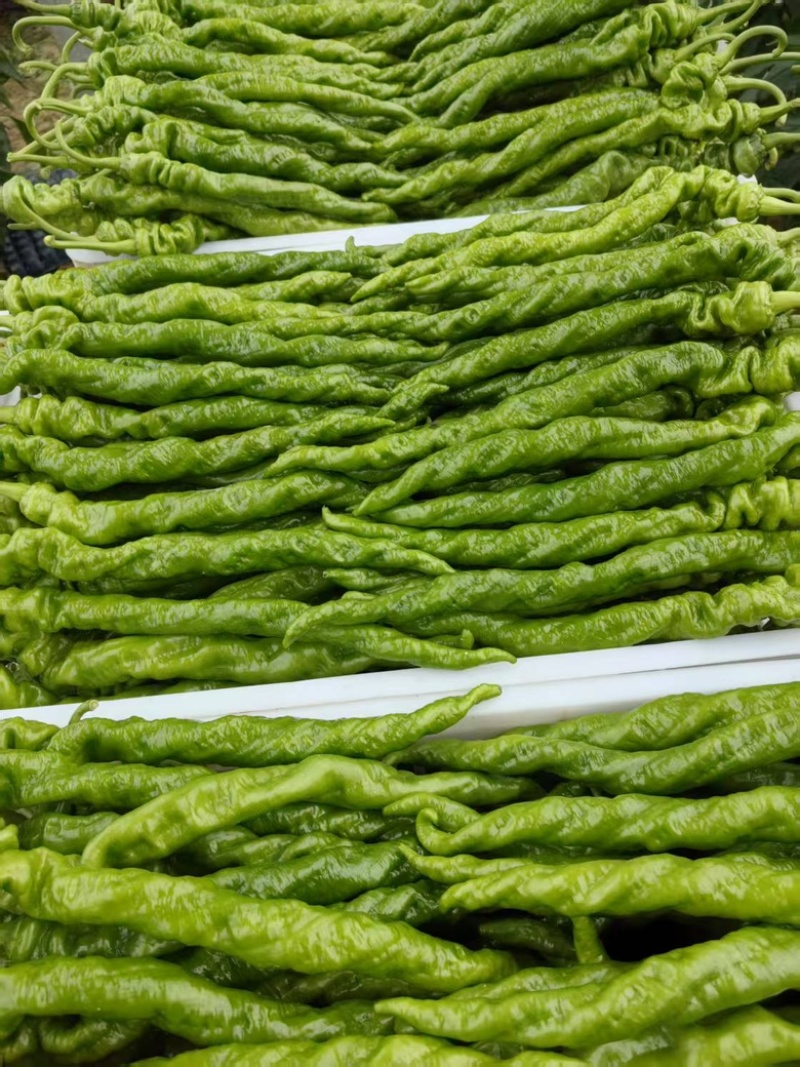 山东种苗蔬菜苗辣椒苗大量供应保证苗子质量保证品种质量