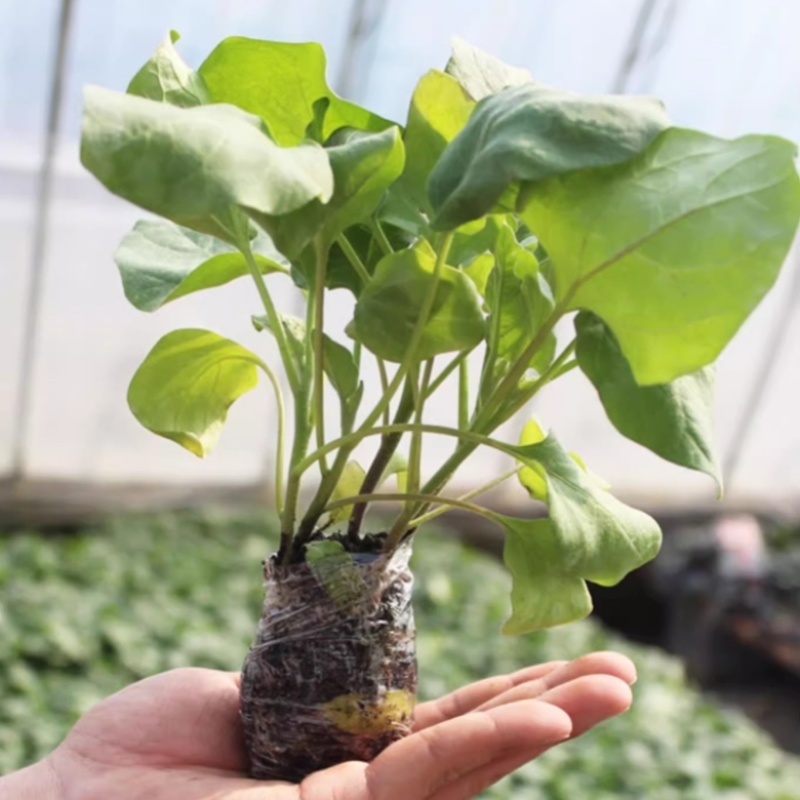 山东茄子苗圆茄苗大量供应保证苗子质量黑亮产量高好管理