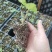穴盘草莓种苗妙香7号天仙醉章姬宁玉草莓苗