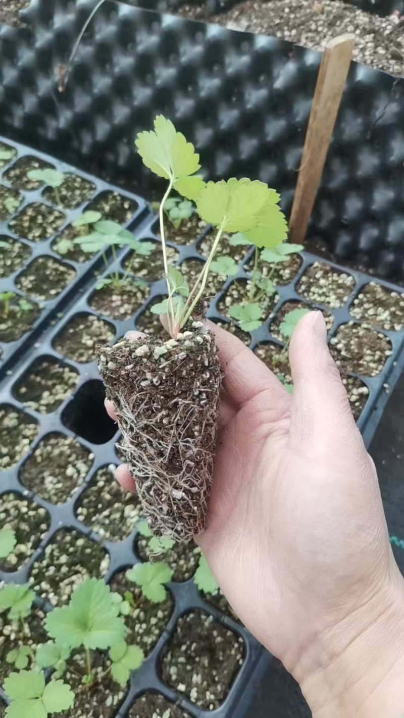 穴盘草莓种苗妙香7号天仙醉章姬宁玉草莓苗