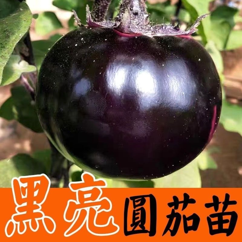 山东茄子苗圆茄苗大量供应保证苗子质量黑亮产量高好管理