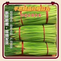 山东平邑精品红帽蒜薹现采现发保证质量长度足够粗度足够