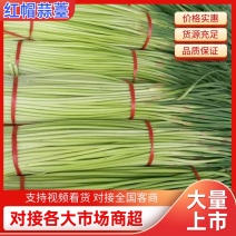 蒜苔/红帽蒜苔/周口蒜苔/淮阳蒜苔/河南蒜苔/全国发货