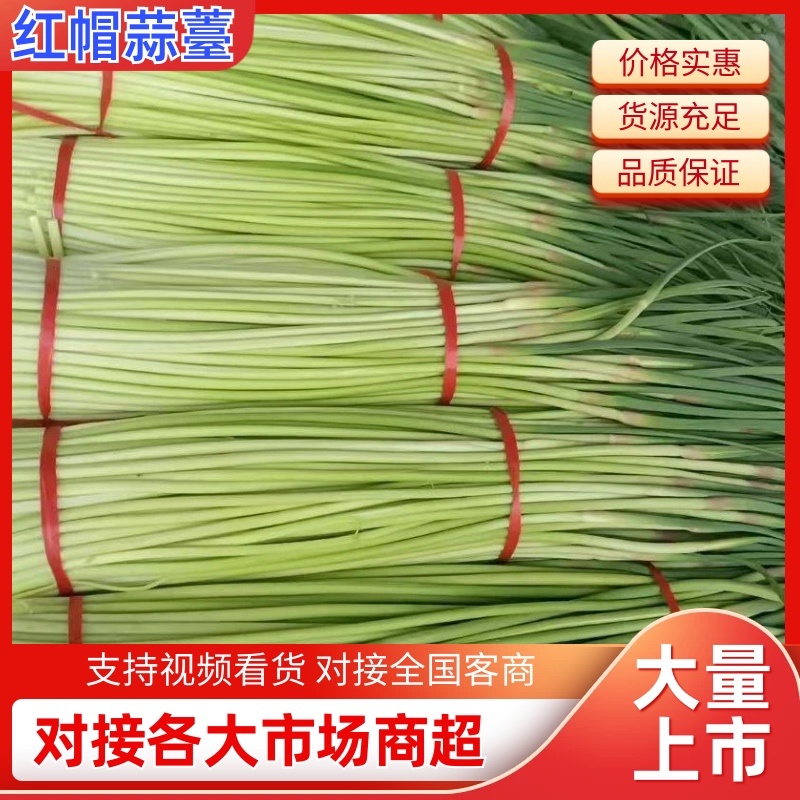 蒜苔/红帽蒜苔/周口蒜苔/淮阳蒜苔/河南蒜苔/全国发货