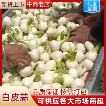 河南淮阳新蒜扒皮蒜手工挑选产地直发对接全国商超市场