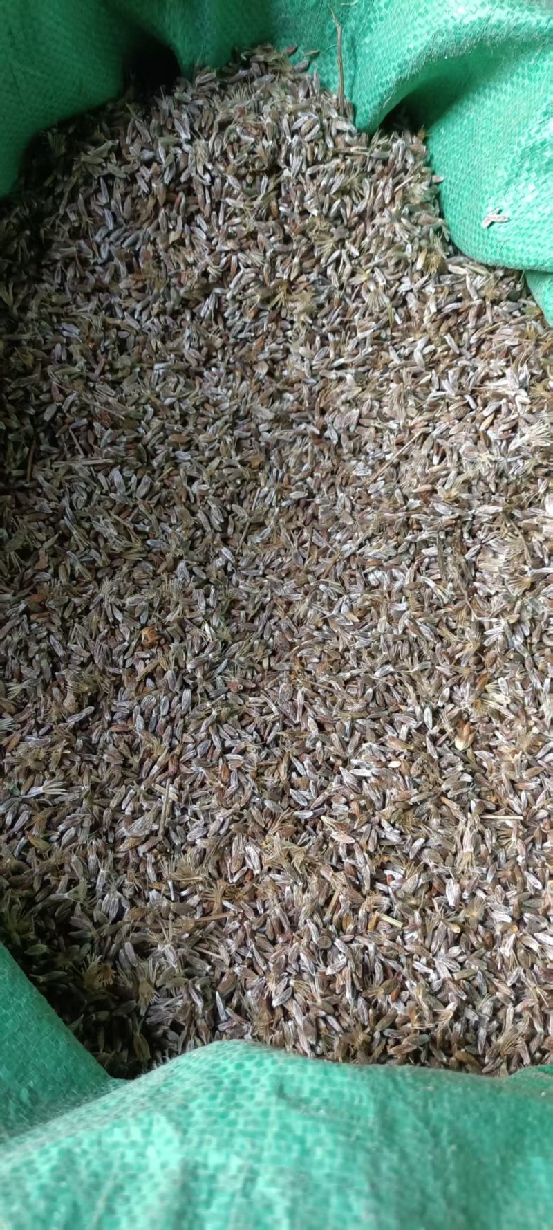 苍术种子