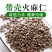 火麻仁大货供应保真保量包邮
