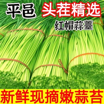 山东平邑精品红帽蒜薹货源充足稳定产品质量优良现摘现发