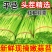 山东平邑精品红帽蒜薹货源充足稳定产品质量优良现摘现发