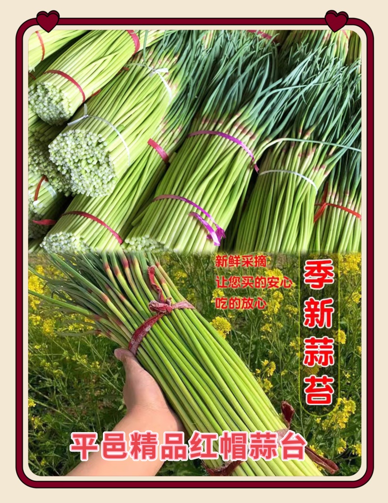 山东平邑精品红帽蒜薹货源充足稳定产品质量优良现摘现发