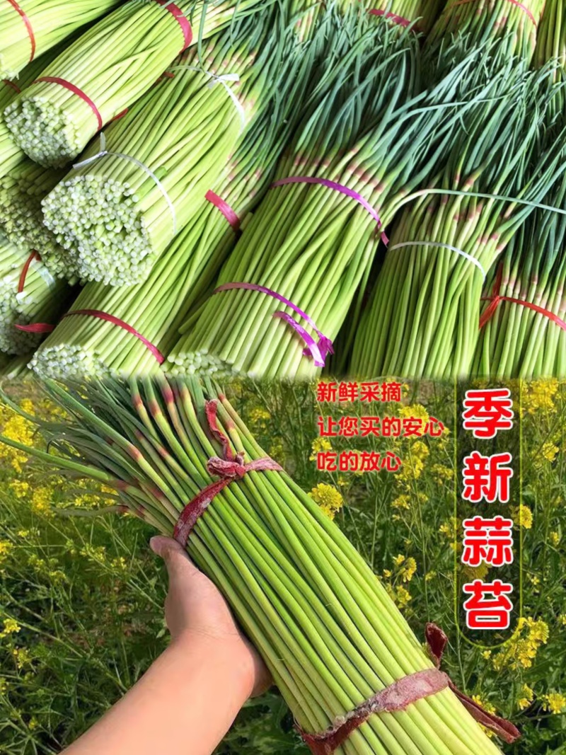 山东平邑精品红帽蒜薹货源充足稳定产品质量优良现摘现发
