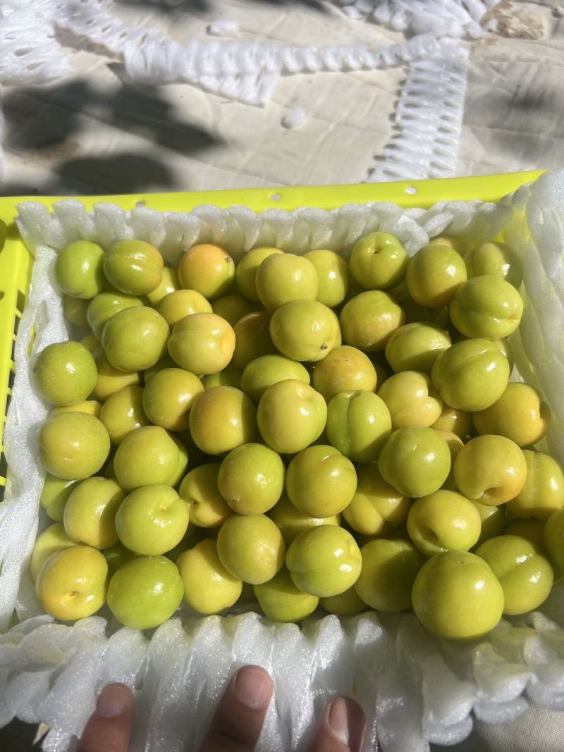 新疆精品小白杏大量上市品质保证量大从优一手货源