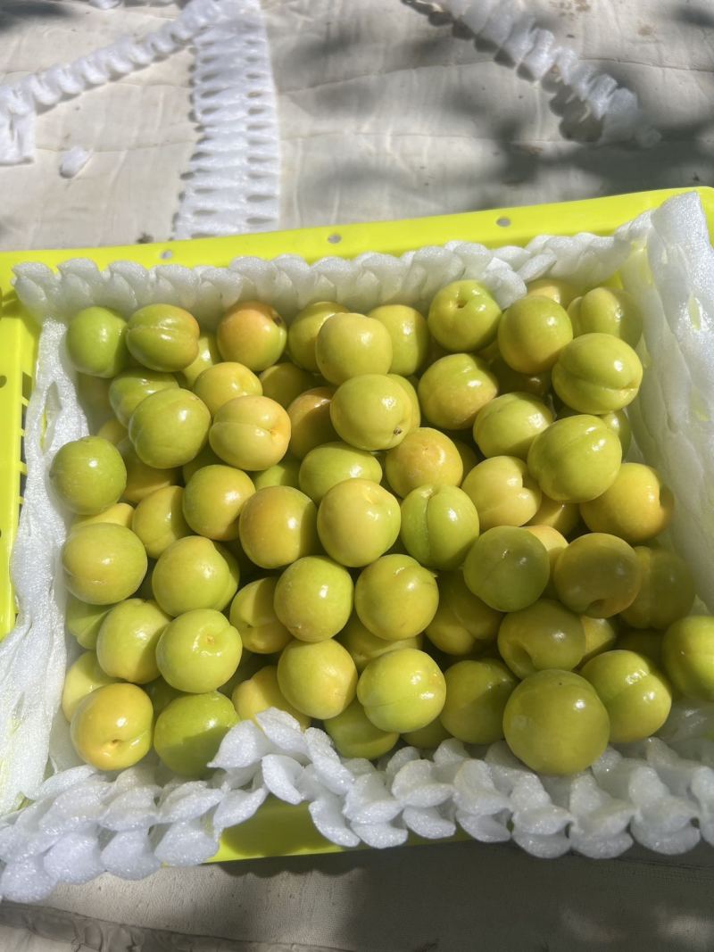 新疆精品小白杏大量上市品质保证量大从优一手货源