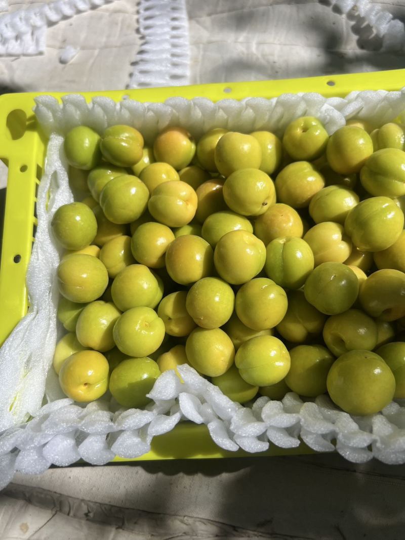 新疆精品小白杏大量上市品质保证量大从优一手货源