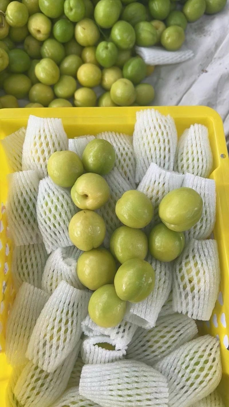 新疆精品小白杏大量上市品质保证量大从优一手货源
