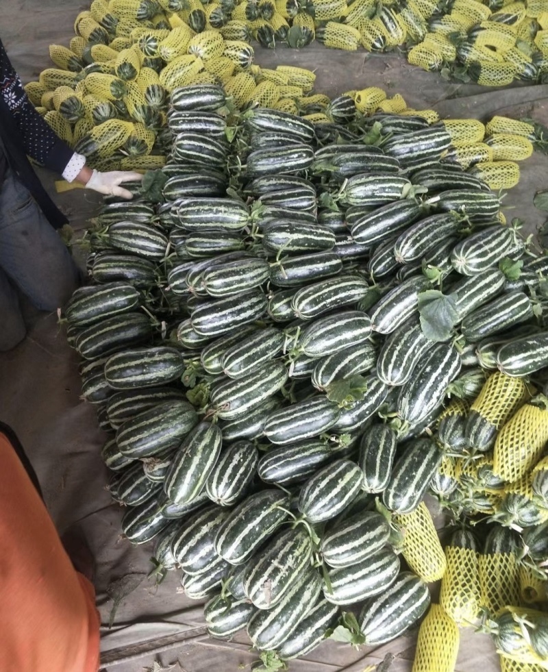 山东禹城博洋九号，香甜可口，大量上市，可全国发货