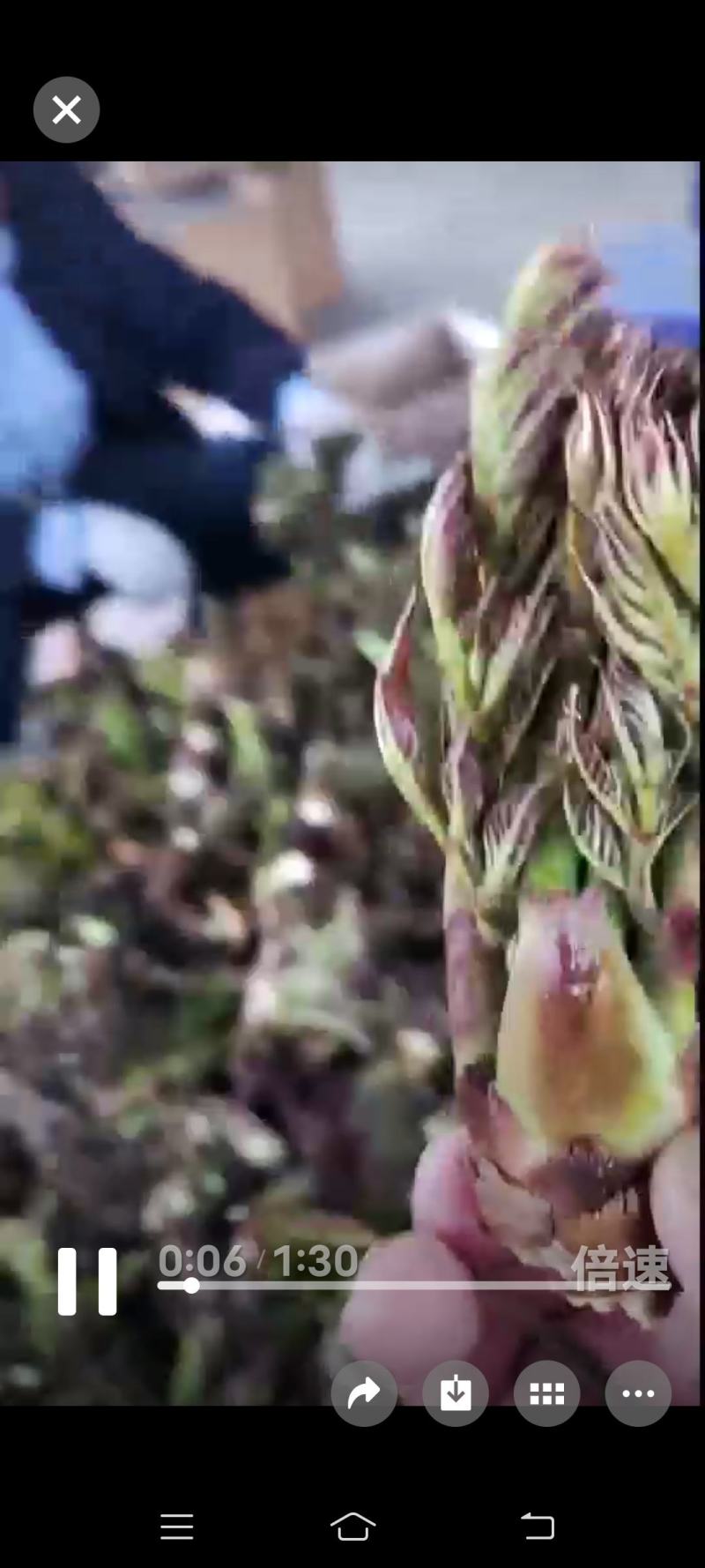 纯大山新鲜刺嫩芽，没水洗