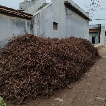 产地直销牡丹根牡丹皮干度好无杂志现场看货视频看货实地看货