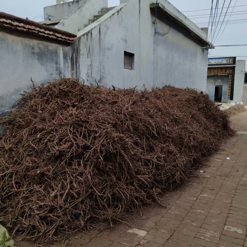 产地直销牡丹根牡丹皮干度好无杂志现场看货视频看货实地看货